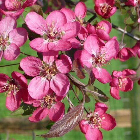 Malus "Coccinella" (Melo da fiore) [Vaso 18cm]