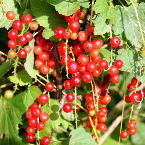 Ribes Rosso "Jonkheer Van Tets" [Vaso 12cm]