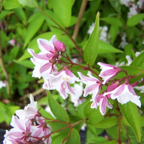 Deutzia x kalmiiflora [Vaso 18cm]
