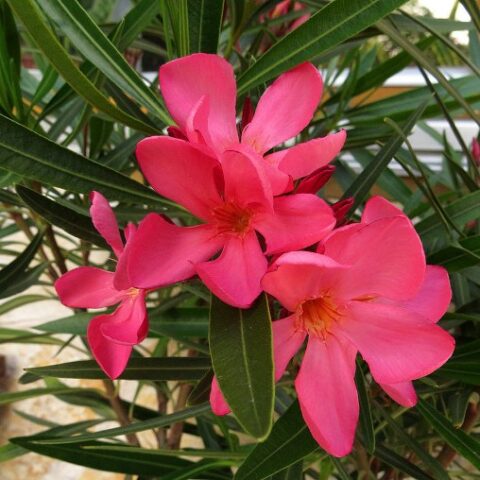 Nerium oleander "Papa Gambetta" (Oleandro) [Vaso 19cm]