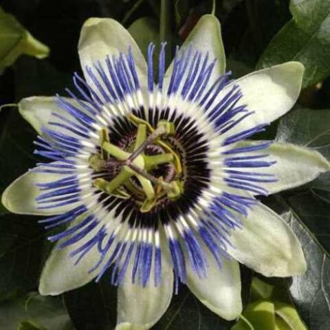 Passiflora "Duuk" (Maracuja o Frutto della Passione) [Vaso 15cm]