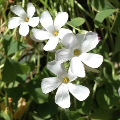 Oxalis floribunda "Alba" [Vaso 18cm]
