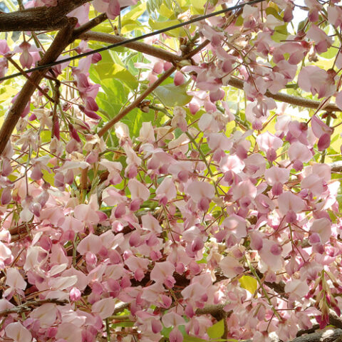 Wisteria brachybotrys "Showa Beni" (Glicine) [Vaso 19cm]