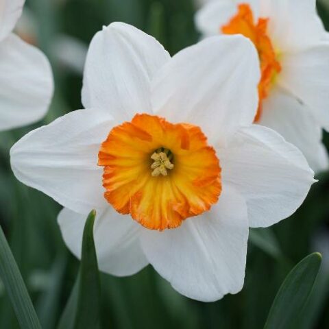 Narciso Small Cupped Barrett Browning (5 BULBI)