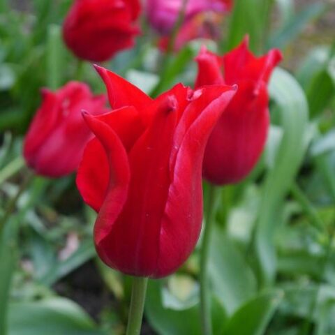Tulipano Lily-Flowered Pretty Woman (10 BULBI)