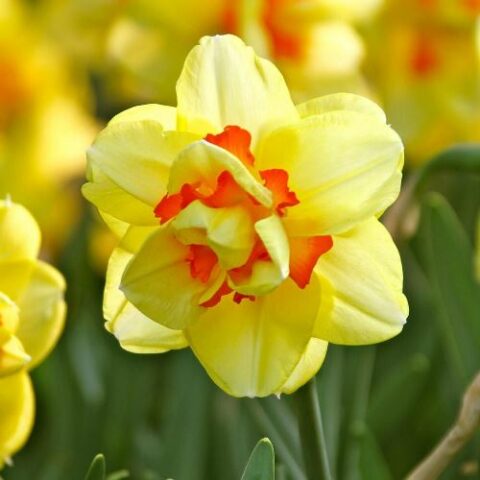 Narciso Double Tahiti (5 BULBI)