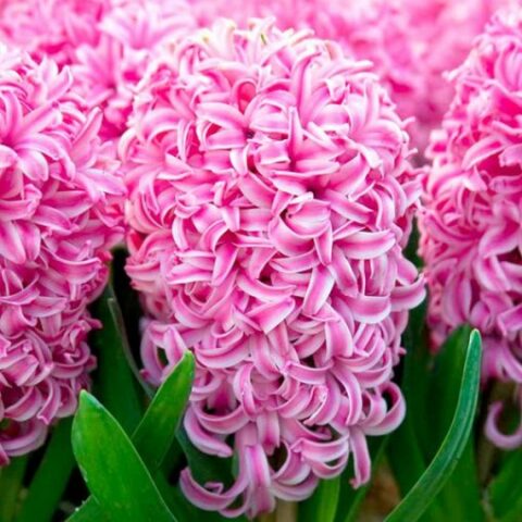 Giacinto Orientalis Pink Pearl (3 BULBI)
