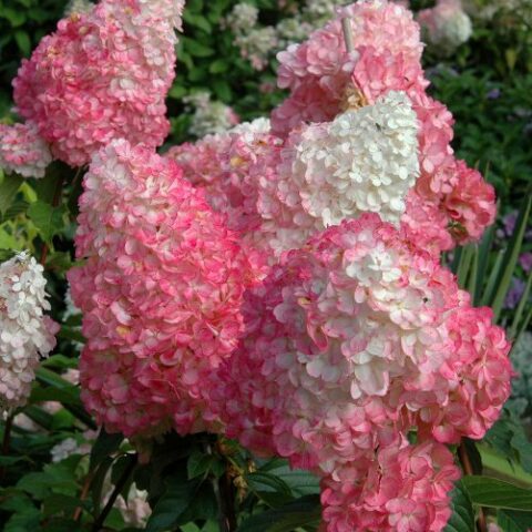 Hydrangea paniculata "Pink Diamond" (Ortensia) [Vaso 19cm]