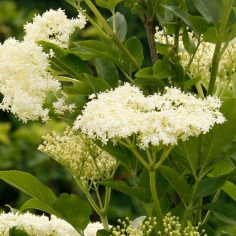 Sambucus nigra "Obelisk" (Sambuco) [Vaso 18cm]