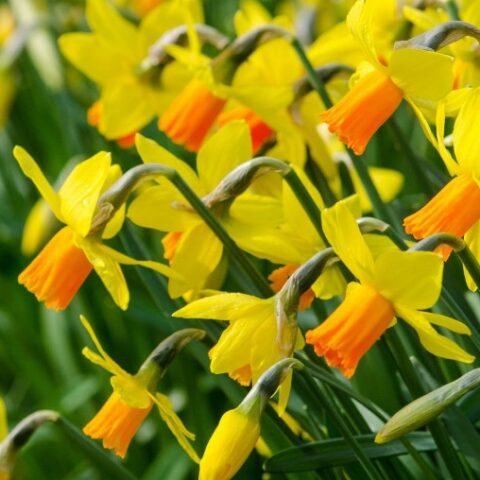 Narciso Cyclamineus Jetfire (5 BULBI)