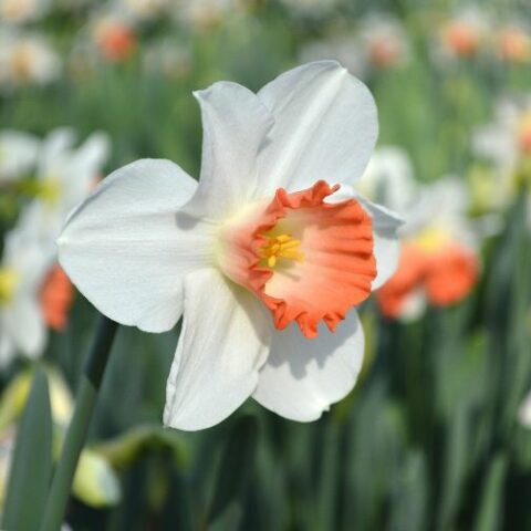 Narciso Pink Charm (5 BULBI)
