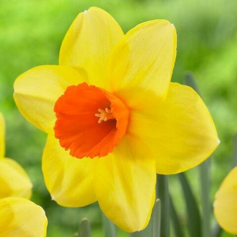Narciso Large Cupped Red Devon (5 BULBI)