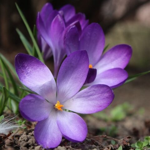 Zafferano (Crocus sativus) (10 BULBI)