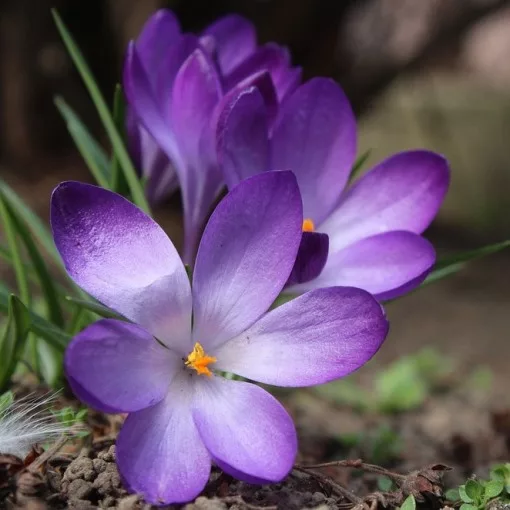 Zafferano (Crocus sativus) (10 BULBI)