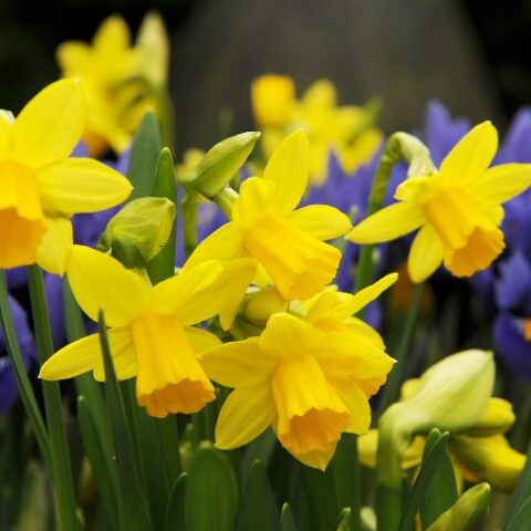 Narciso Cyclamineus Tte Tte (5 BULBI)