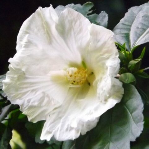 Hibiscus syriacus "Diana" (Ibisco) [Vaso 19cm]