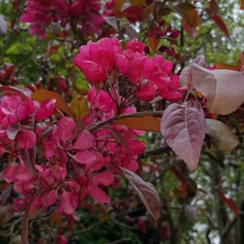 Malus "Royalty" (Melo da fiore) [Vaso 20cm]