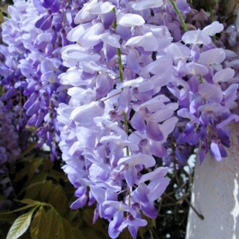 Wisteria floribunda "Jissai" (Glicine) [Vaso 18cm]