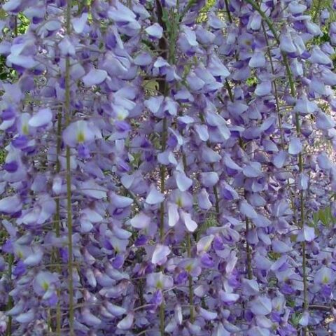Wisteria floribunda "Macrobotrys" (Glicine) [Vaso 20cm]