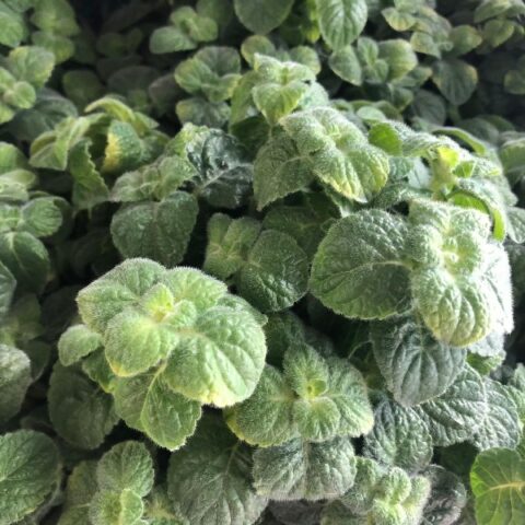 Nepeta peperina (Erba pepe) [Vaso 14cm]