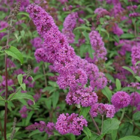 Buddleja davidii "Border Beauty" [Vaso 15cm]