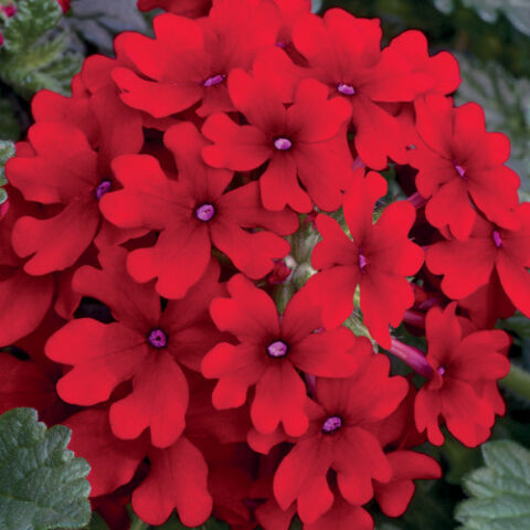 Verbena "Lanai Red Star" [Vaso 10,5cm]