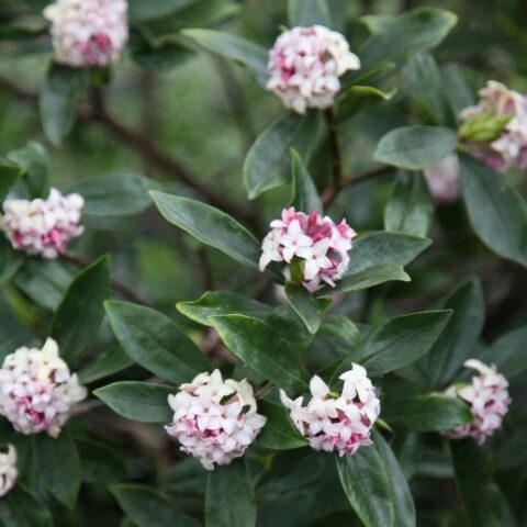 Daphne odora [Vaso 18cm]