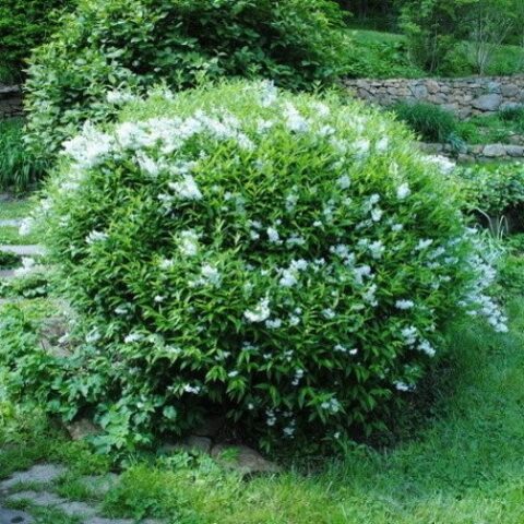 Deutzia lemoinei [Vaso 18cm]