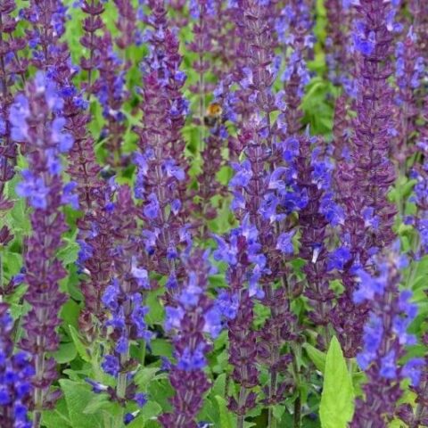Salvia x superba "Blauknigin" [Vaso 10cm]