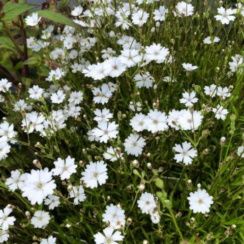 Silene alpestris (Silene alpestre) [Vaso 10cm]