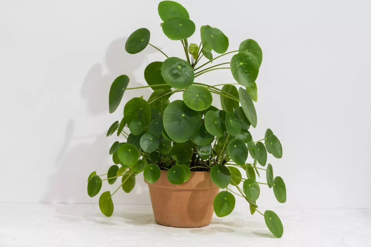Pilea peperomioides Pianta delle monete cinesi allevata full and lush