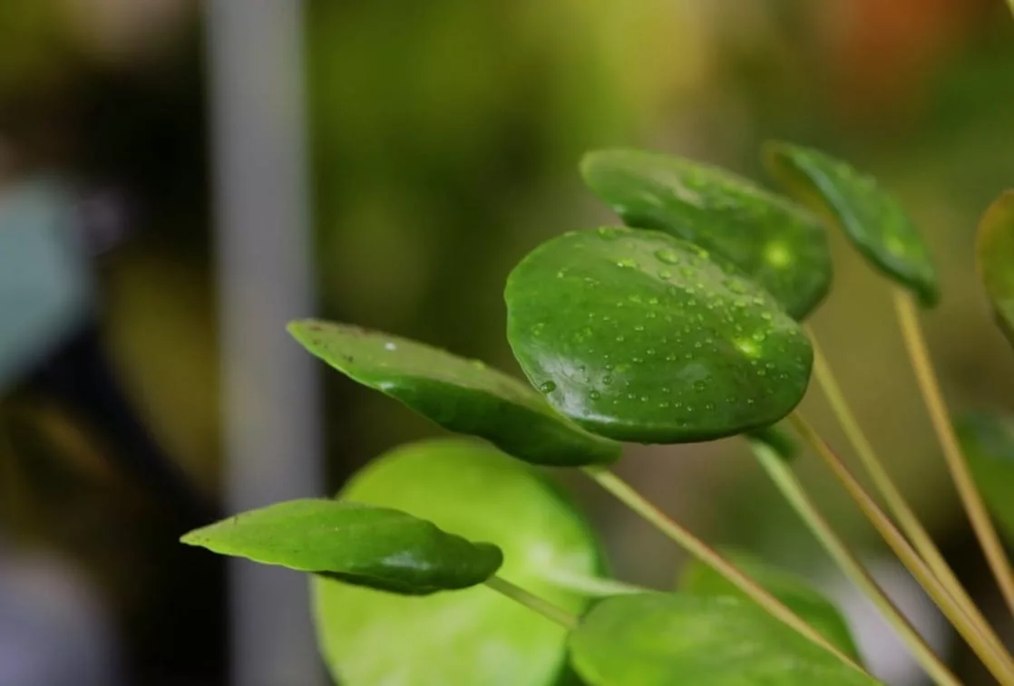 Pilea con foglie convesse a causa di eccessiva esposizione luminosa