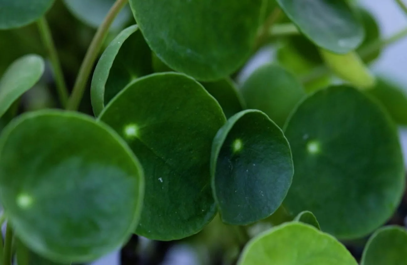 Foglie concave in Pilea peperomioides sono spesso il sintomo di un'esposizione luminosa insufficiente