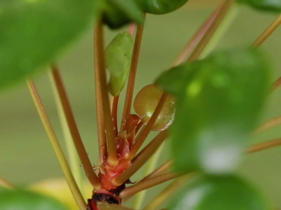Foglie nuove di Pilea possono essere piccole e deformate per loro natura