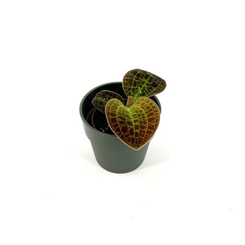 Macodes petola "Lightning Red" (Orchidea Gioiello) (spedizione gratuita)