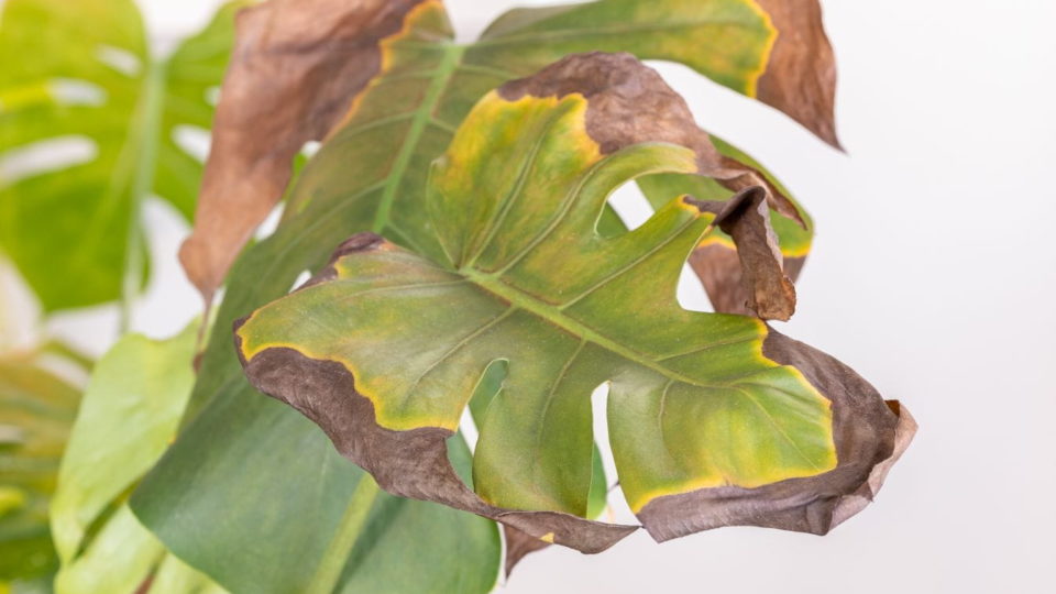 Macchie dovute a carenza di luce su Monstera