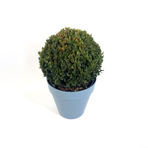 Buxus sempervirens - Palla (Bosso)