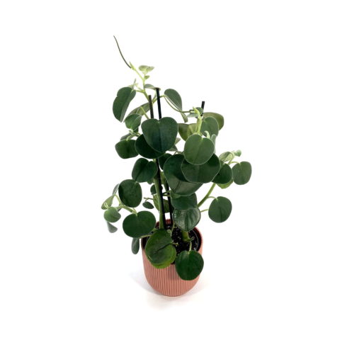 Peperomia hovaria [Vaso 15cm | H. 25 cm.] (SPEDIZIONE GRATUITA)