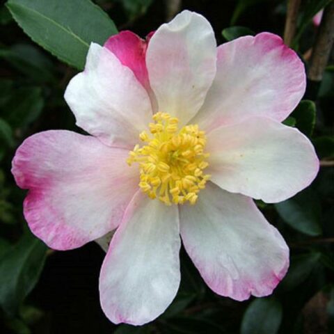 Camellia sasanqua "Rainbow" [Vaso 21cm]