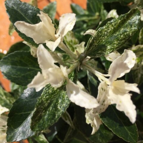 Euonymus japonica "Pierrolino" [Vaso 15cm]