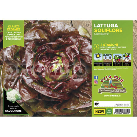 Lattuga 4 stagioni "Soliflore" [1 Plateaux da 9]