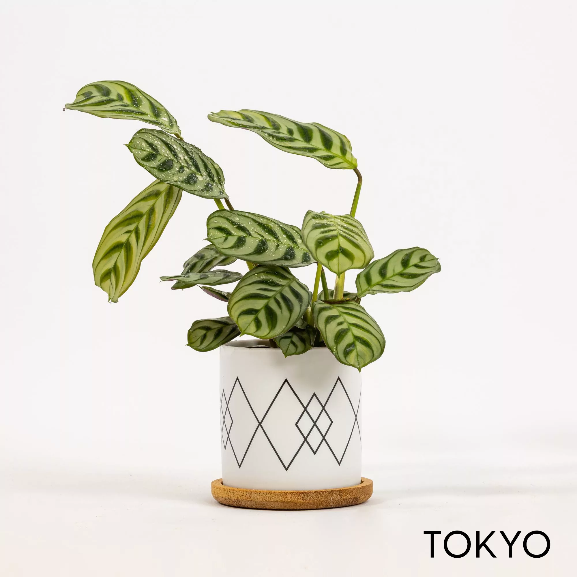 Vaso ceramica Black&White
