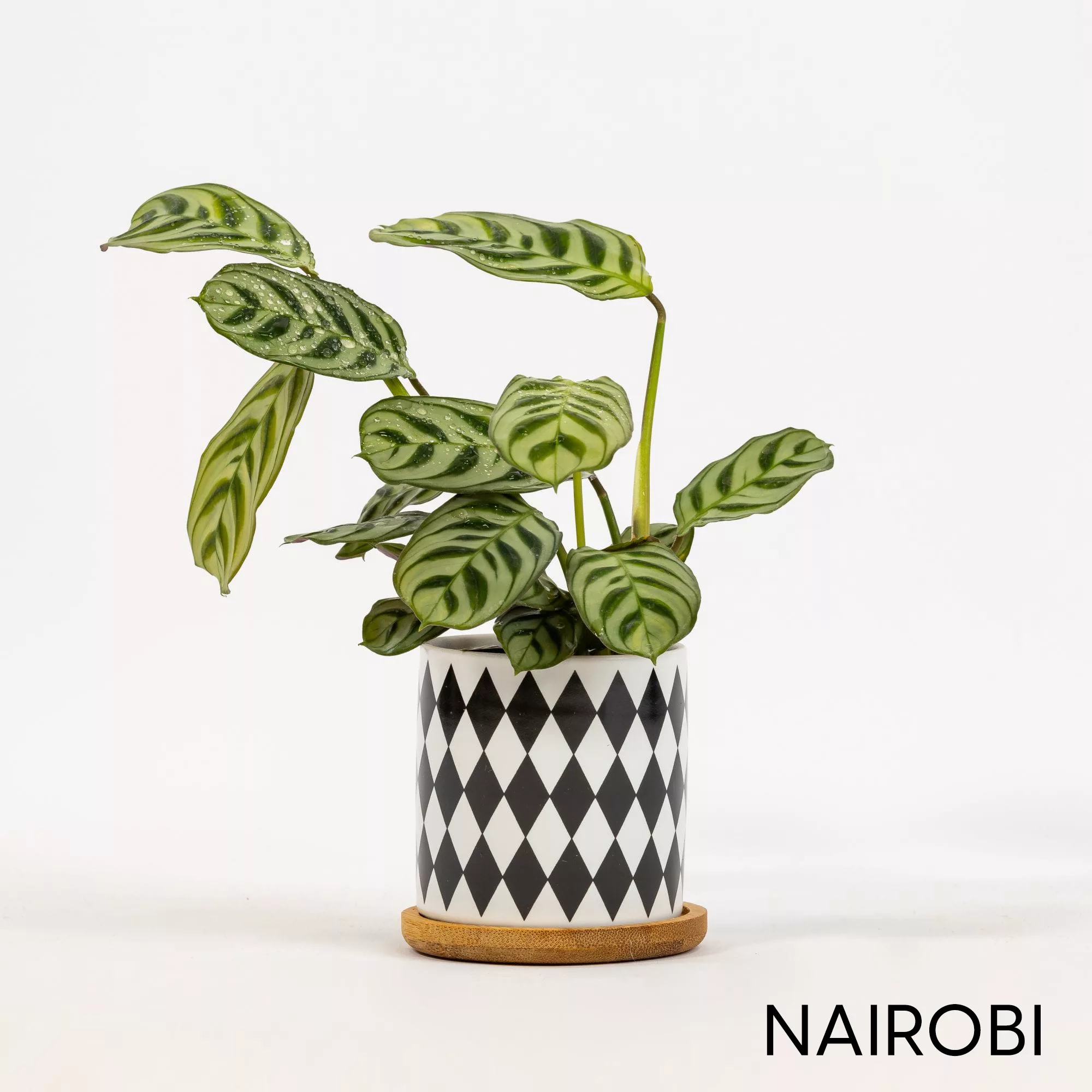 Vaso ceramica Black&White