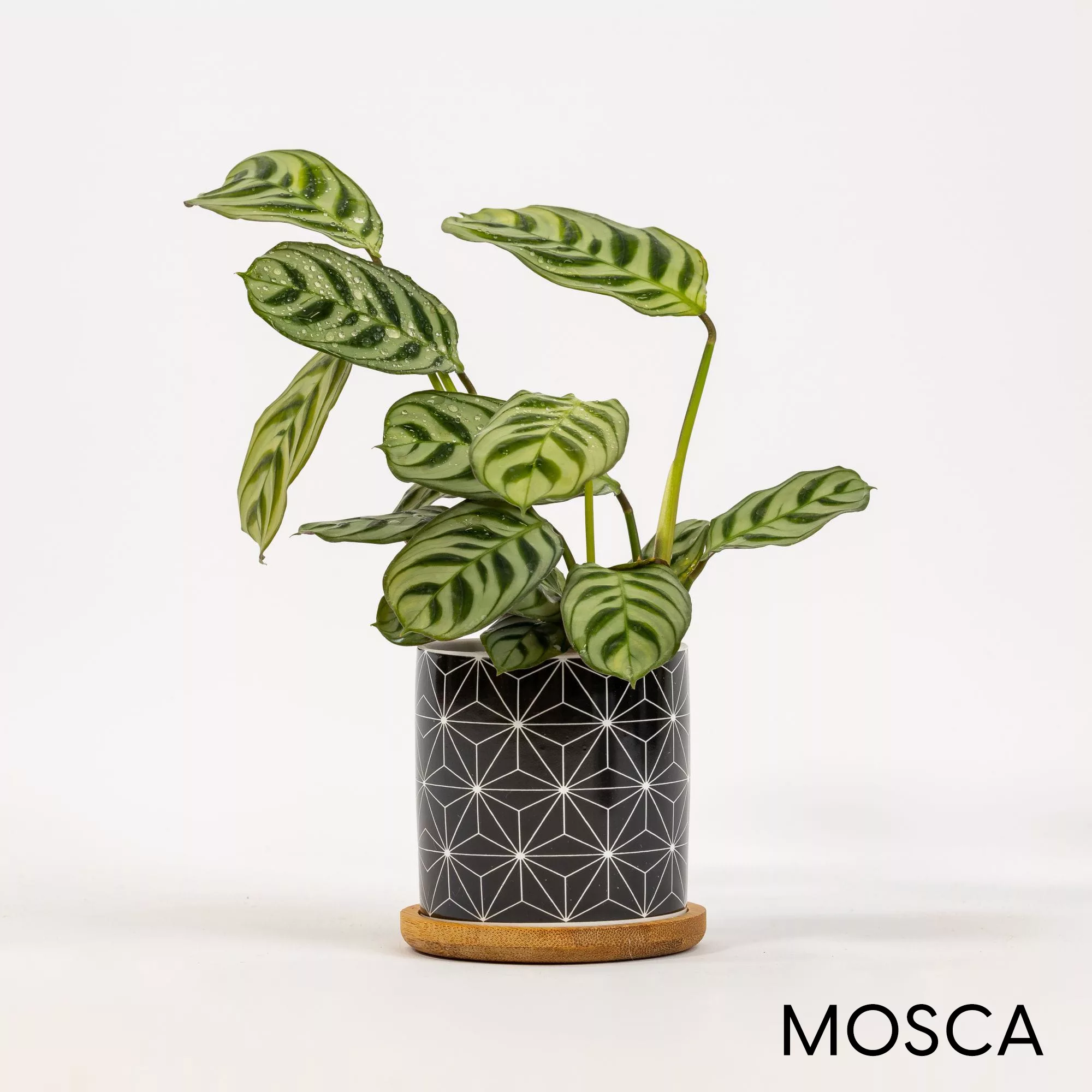 Vaso ceramica Black&White