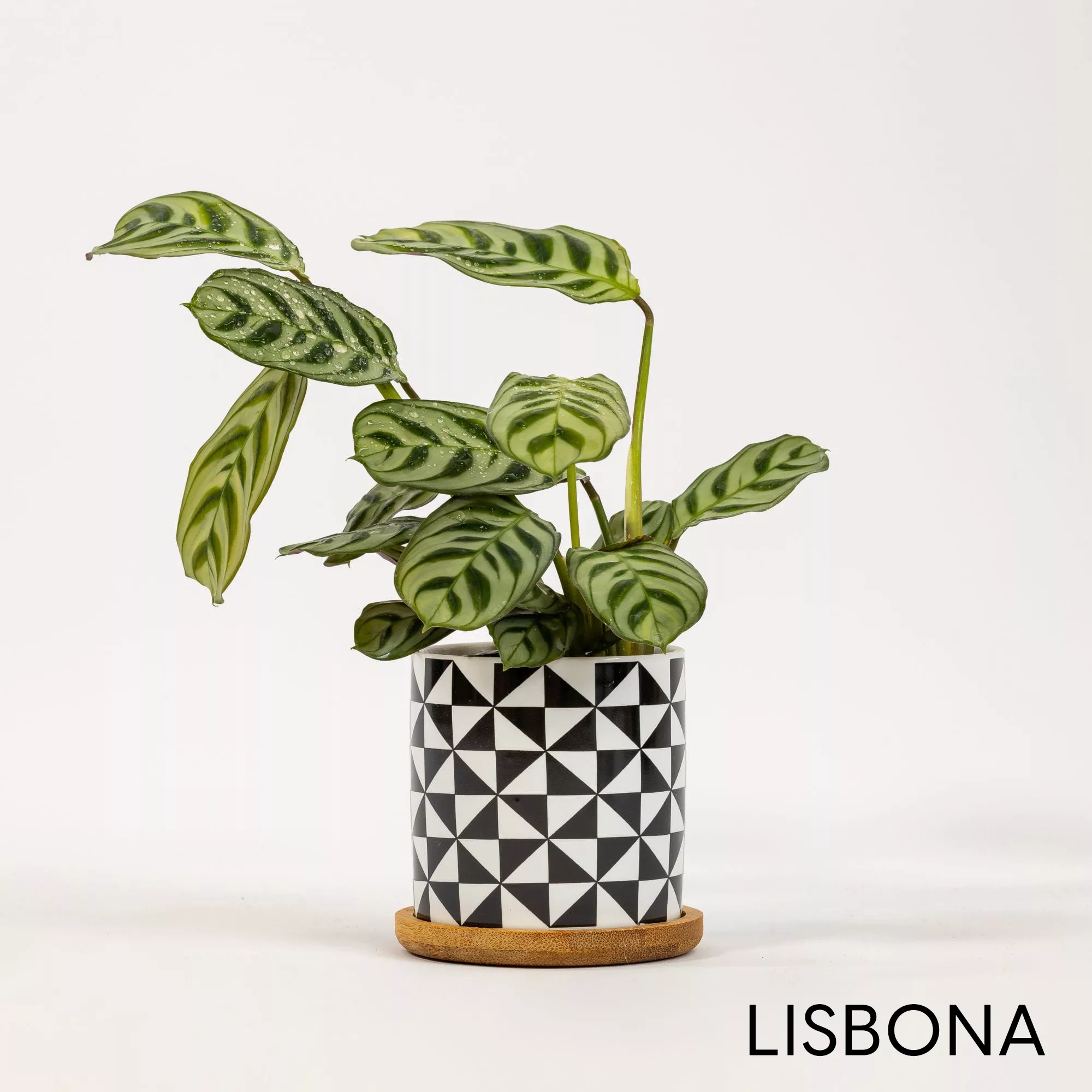 Vaso ceramica Black&White