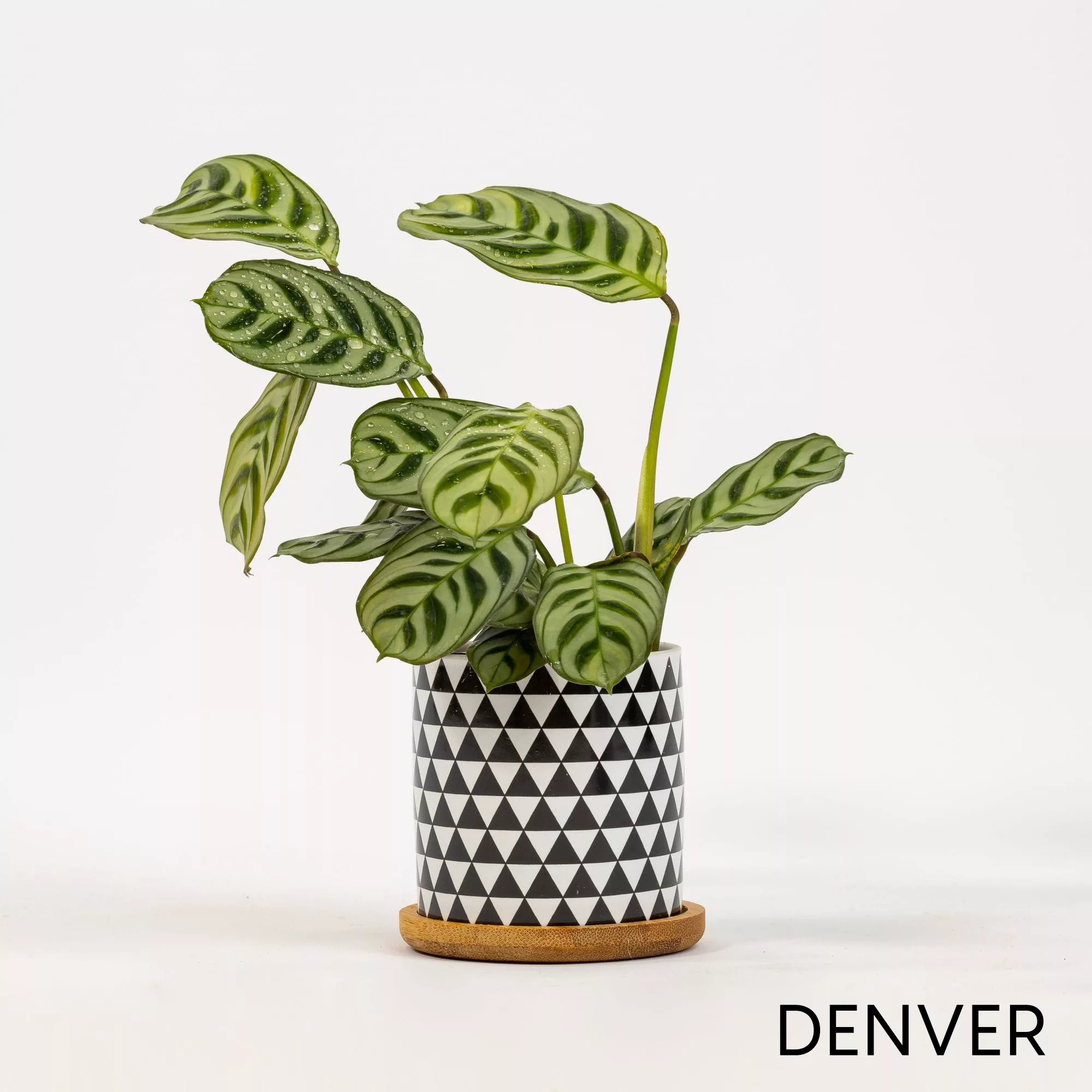 Vaso ceramica Black&White