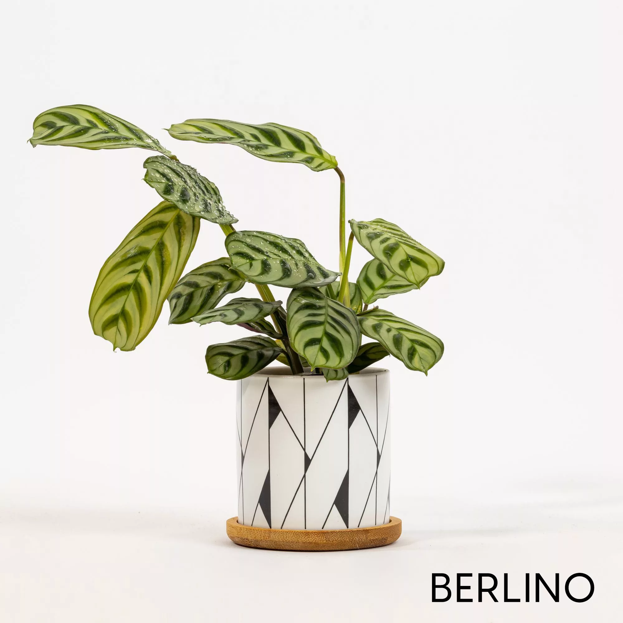 Vaso ceramica Black&White
