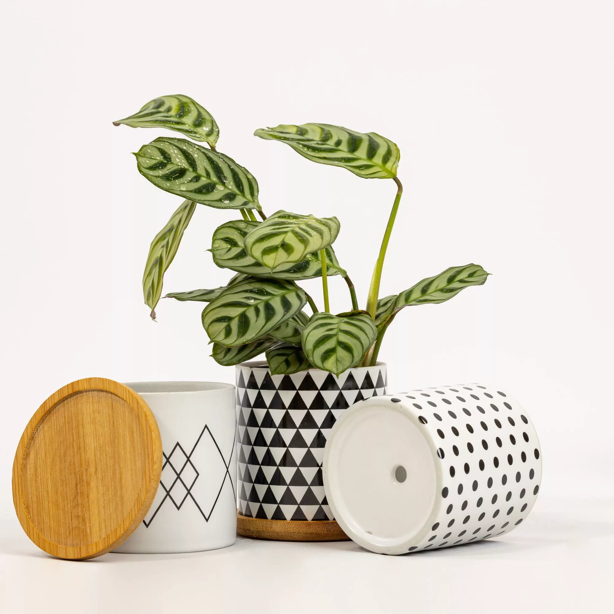 Vaso ceramica Black&White
