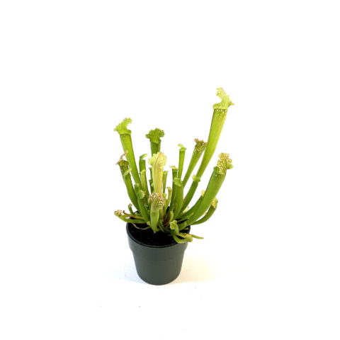 Sarracenia stevensii (Carnivora) [Vaso 8,5cm] (spedizione gratuita)