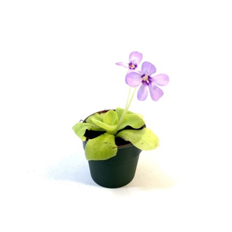 Pinguicula "Tina" (Carnivora) [Vaso 8,5cm]